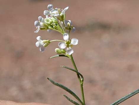 Desert Peppergrass (Lepidium fremontii)