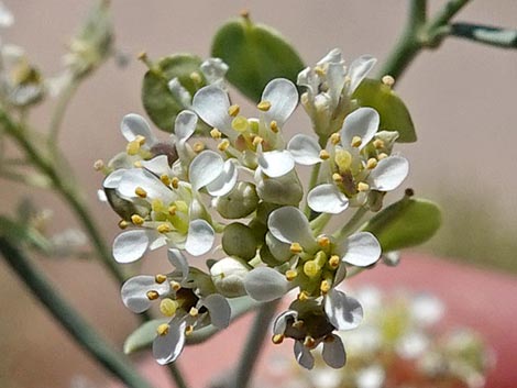 Desert Peppergrass (Lepidium fremontii)