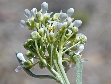 Desert Peppergrass (Lepidium fremontii)