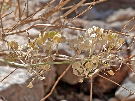 Desert Peppergrass (Lepidium fremontii)