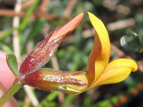 Rock Pea (Lotus rigidus)