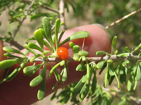 Anderson's Desert-thorn (Lycium andersonii)