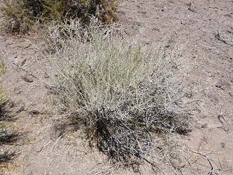 Anderson's Desert-thorn (Lycium andersonii)