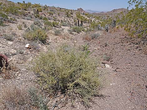 Anderson's Desert-thorn (Lycium andersonii)