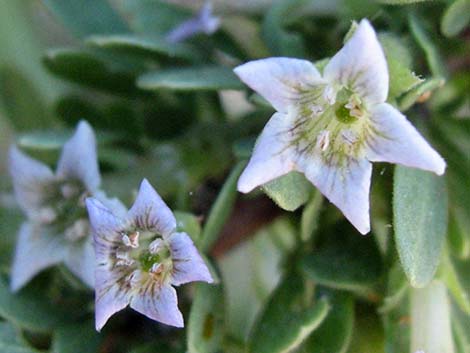 Peach Thorn (Lycium cooperi)