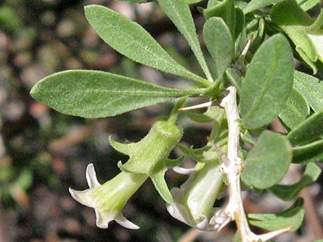 Peach Thorn (Lycium cooperi)