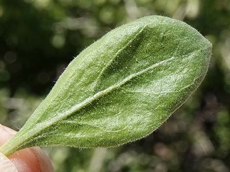 Peach Thorn (Lycium cooperi)