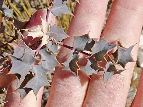 Fremont's Mahonia (Mahonia fremontii)