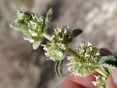 Horehound (Marrubium vulgare)