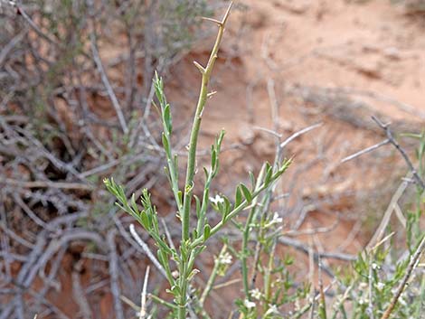Spiny Menodora (Menodora spinescens)