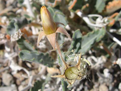 Polished Blazingstar (Mentzelia polita)