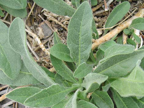 Desert Tobacco (Nicotiana obtusifolia)