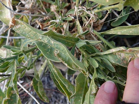 Desert Tobacco (Nicotiana obtusifolia)