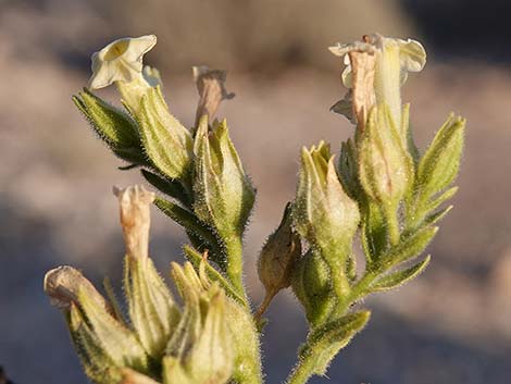 Desert Tobacco (Nicotiana obtusifolia)