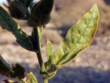 Desert Tobacco (Nicotiana obtusifolia)