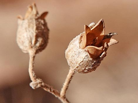 Desert Tobacco (Nicotiana obtusifolia)