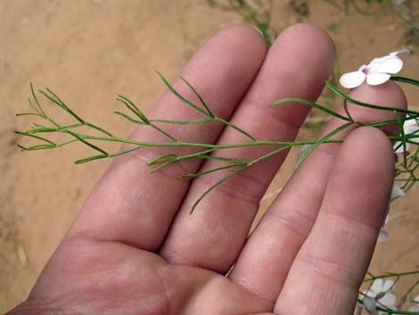 Gilia Beardtongue (Penstemon ambiguus)