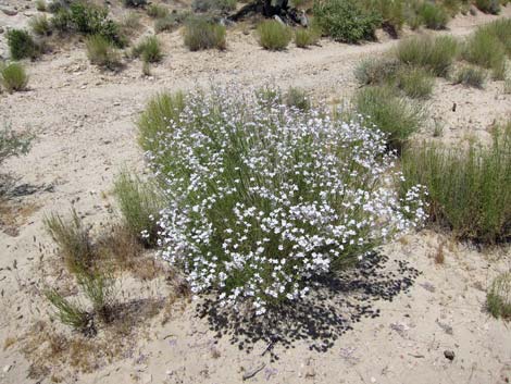 Gilia Beardtongue (Penstemon ambiguus)