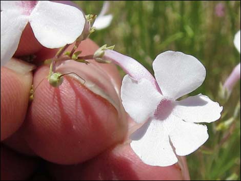 Gilia Beardtongue (Penstemon ambiguus)