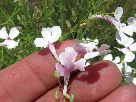 Gilia Beardtongue (Penstemon ambiguus)