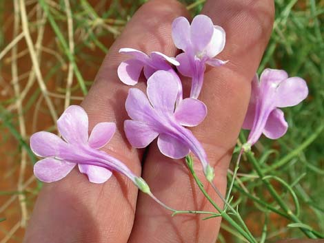 Gilia Beardtongue (Penstemon ambiguus)