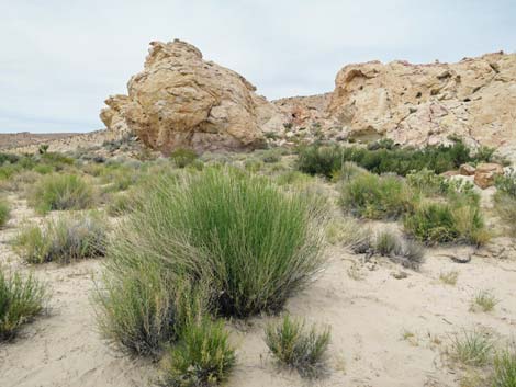 Gilia Beardtongue (Penstemon ambiguus)