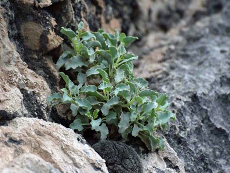 Petiolate Beardtongue (Penstemon petiolatus)