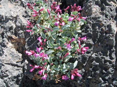 Petiolate Beardtongue (Penstemon petiolatus)