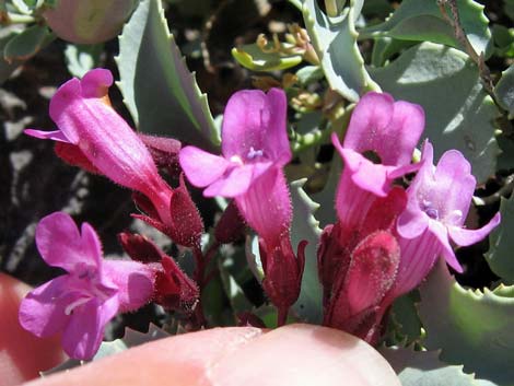 Petiolate Beardtongue (Penstemon petiolatus)