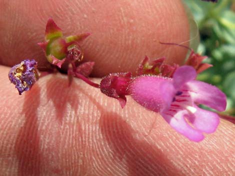 Petiolate Beardtongue (Penstemon petiolatus)