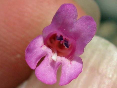 Petiolate Beardtongue (Penstemon petiolatus)