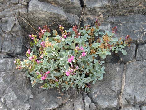 Petiolate Beardtongue (Penstemon petiolatus)