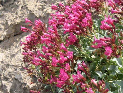 Petiolate Beardtongue (Penstemon petiolatus)