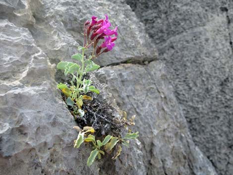 Petiolate Beardtongue (Penstemon petiolatus)