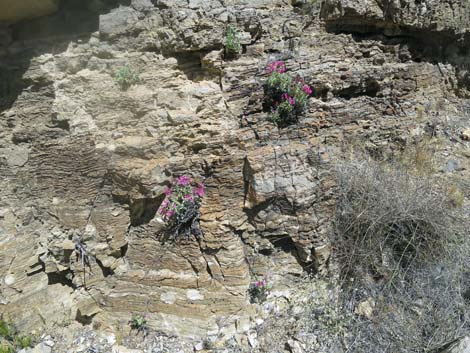 Petiolate Beardtongue (Penstemon petiolatus)