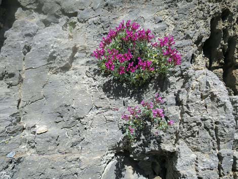 Petiolate Beardtongue (Penstemon petiolatus)