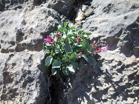 Petiolate Beardtongue (Penstemon petiolatus)