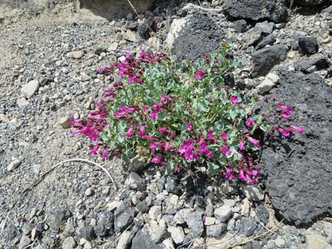 Petiolate Beardtongue (Penstemon petiolatus)