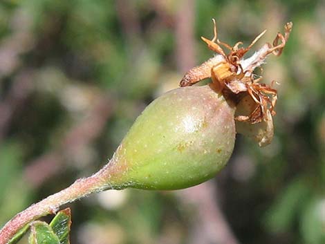 Wild Crab Apple (Peraphyllum ramosissimum)