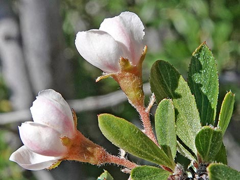 Wild Crab Apple (Peraphyllum ramosissimum)