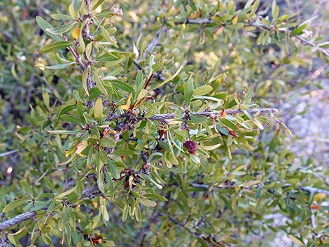 Wild Crab Apple (Peraphyllum ramosissimum)