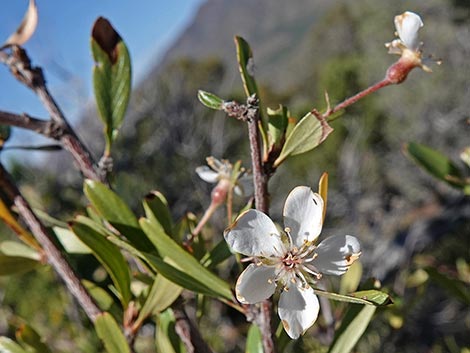 Wild Crab Apple (Peraphyllum ramosissimum)