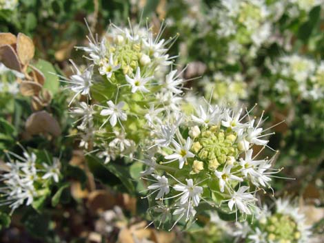 Shinyleaf Sandpaper Plant (Petalonyx nitidus)