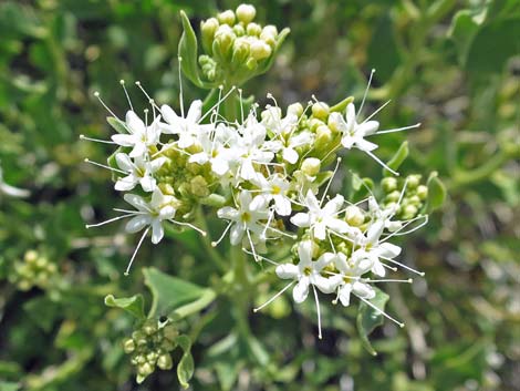 Parry's Sandpaper Plant (Petalonyx parryi)