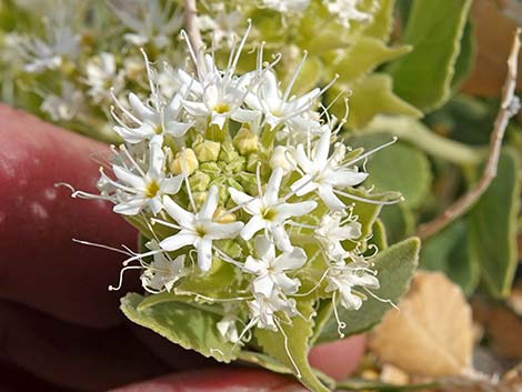 Parry's Sandpaper Plant (Petalonyx parryi)