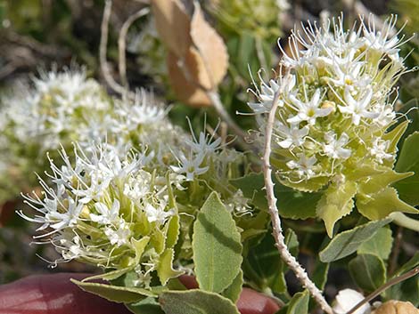 Parry's Sandpaper Plant (Petalonyx parryi)