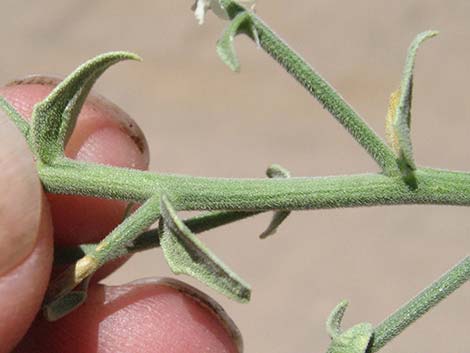 Thurber's Sandpaper Plant (Petalonyx thurberi)