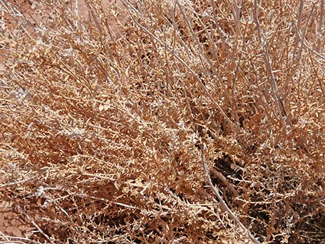 Thurber's Sandpaper Plant (Petalonyx thurberi)