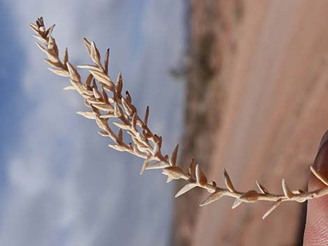 Thurber's Sandpaper Plant (Petalonyx thurberi)