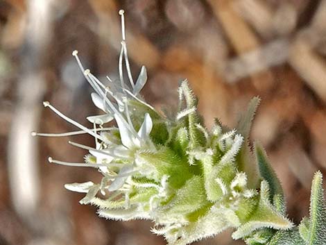 Thurber's Sandpaper Plant (Petalonyx thurberi)